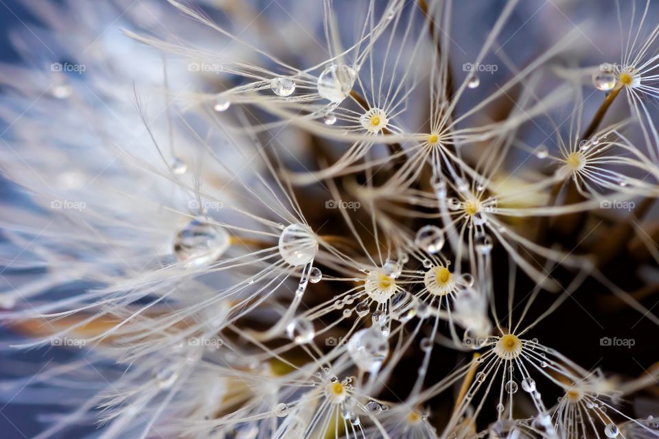 close up of a dandelion after rain