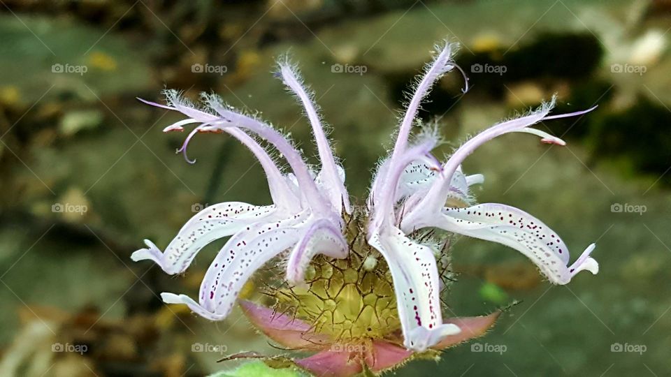 Bee Balm