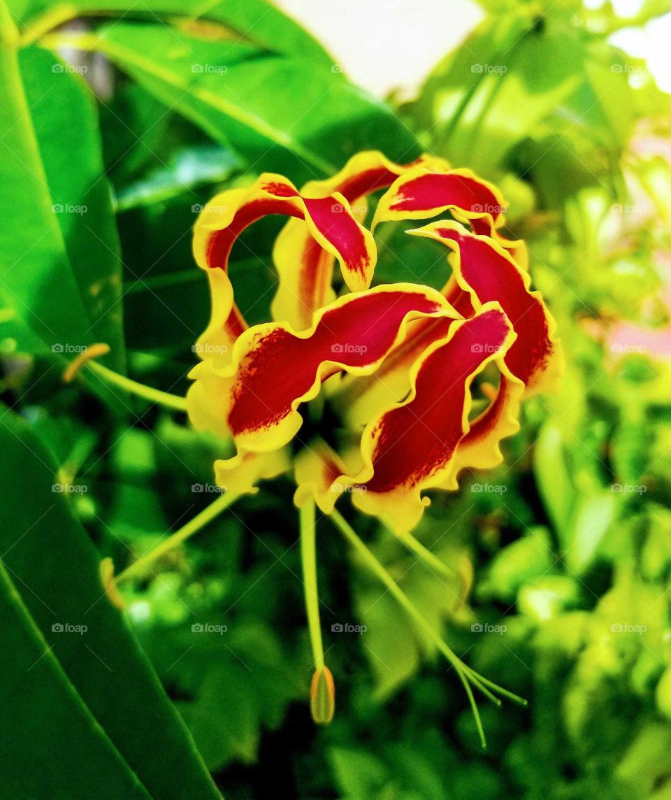 Glory lily in all it's beauty