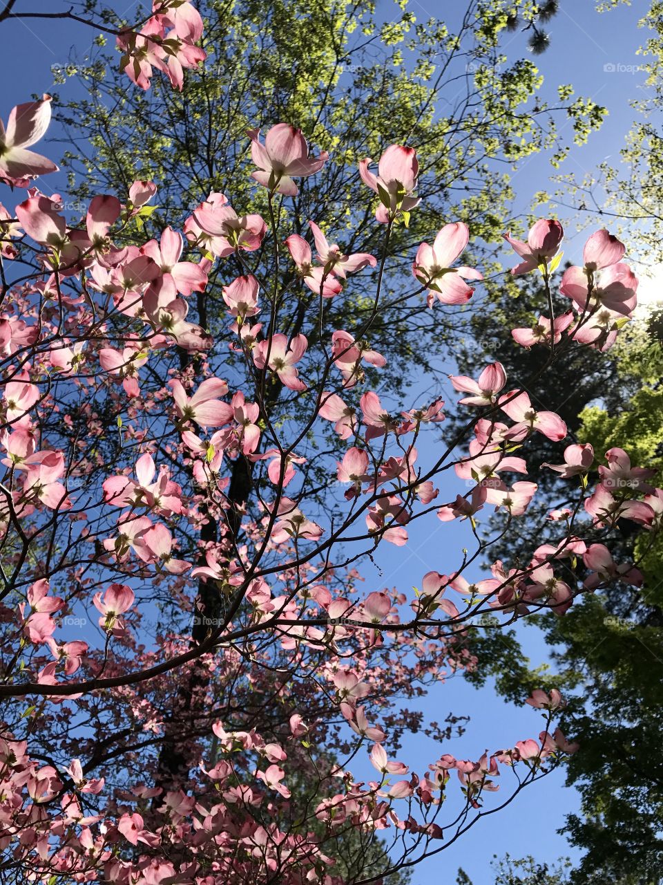 Dogwood tree