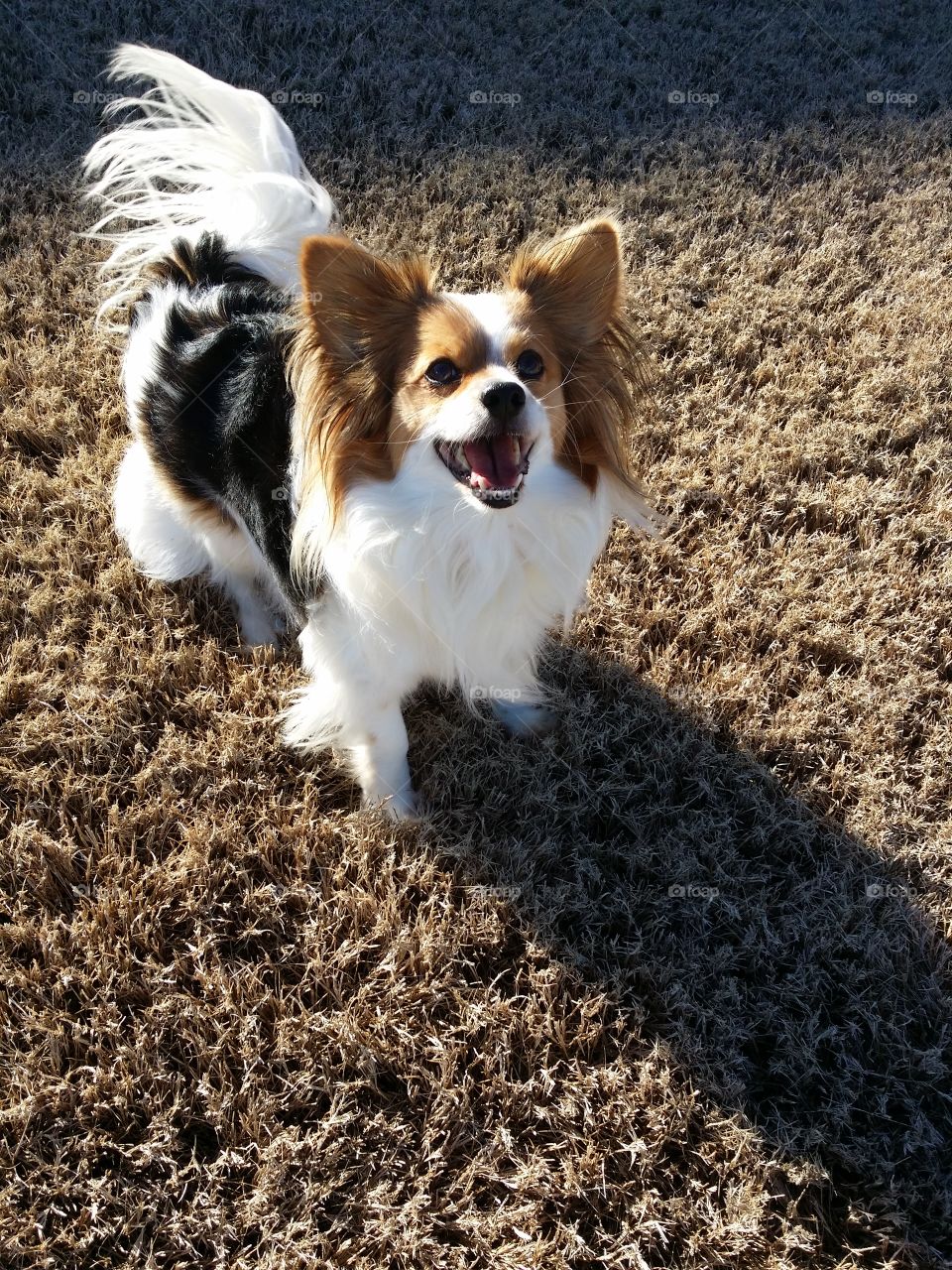 Smiling Papillion