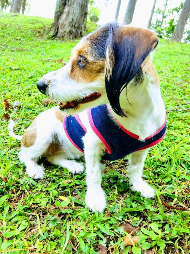 MY DOG