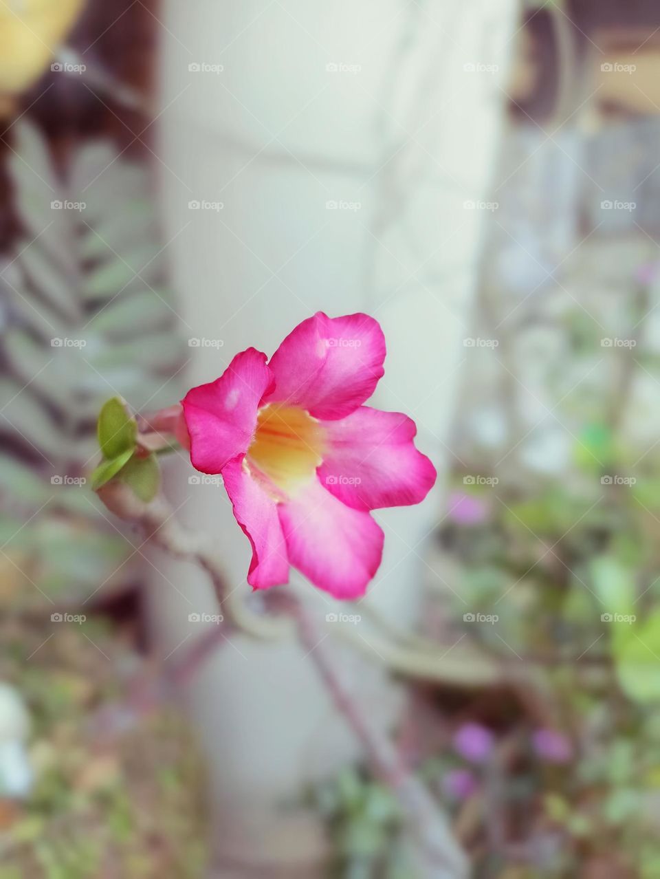 I am not alone enough strong