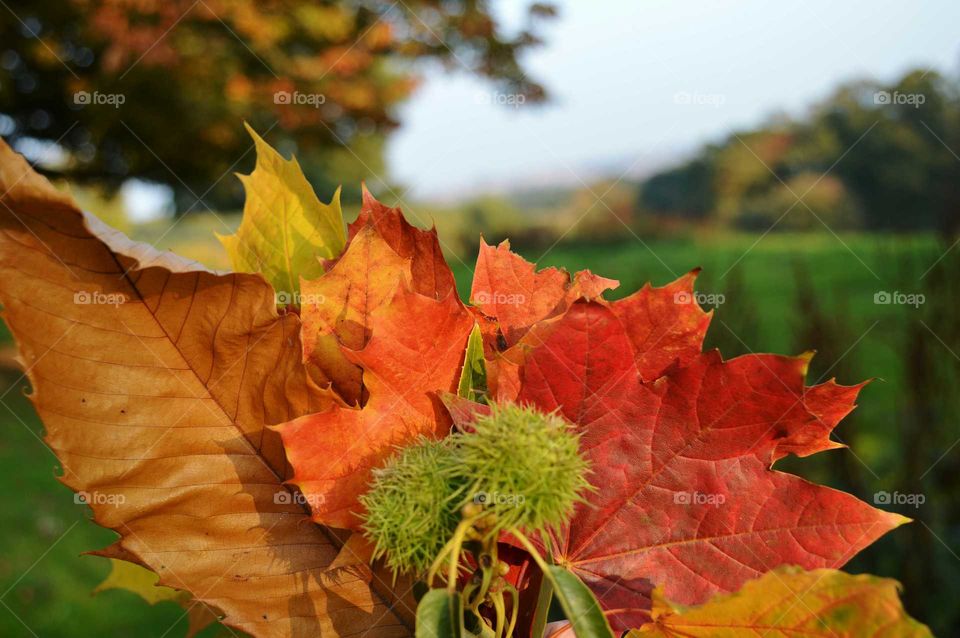 autumn colors. holding a bit of autumn