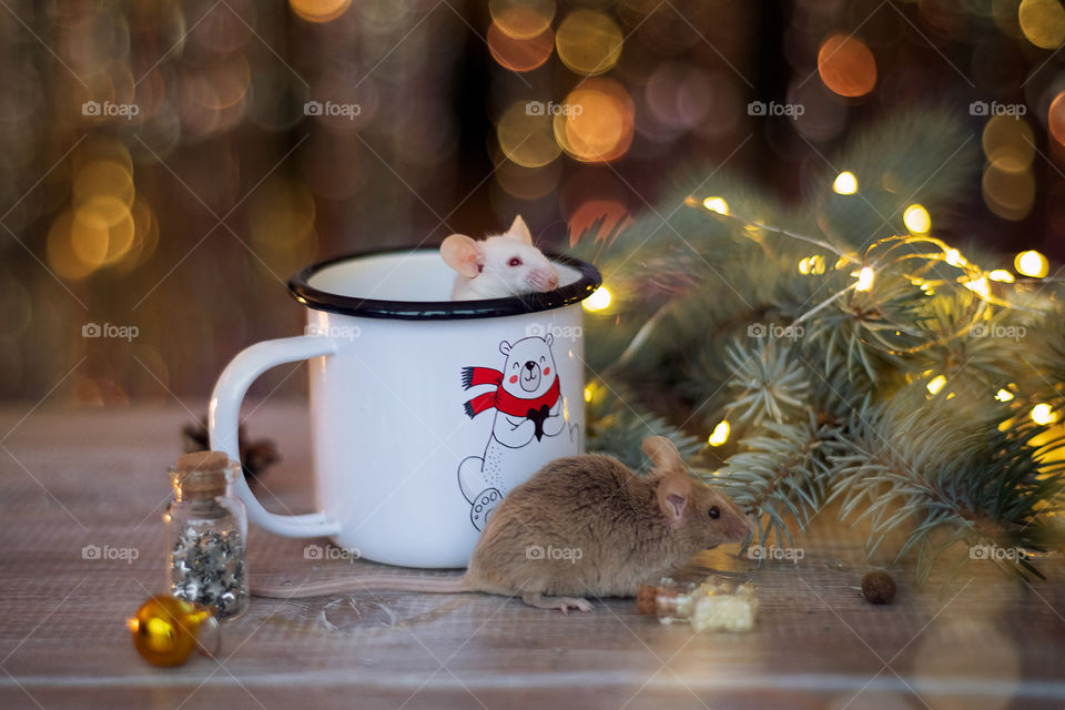 Cute mice in the cup