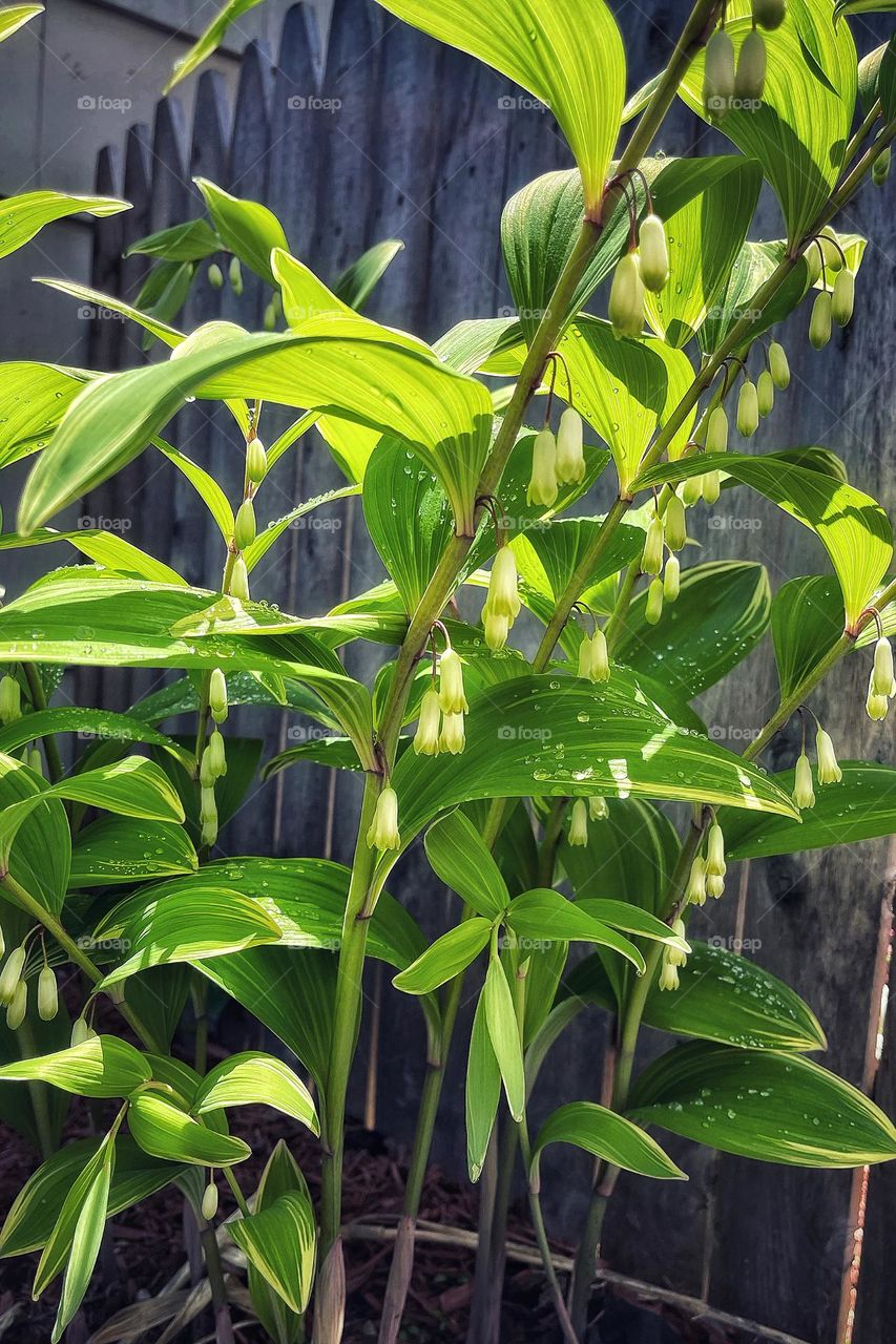 Solomons Seal in my garden 