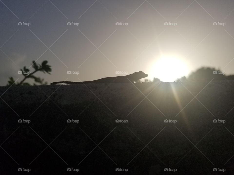 Lonely Lizard silhouette
