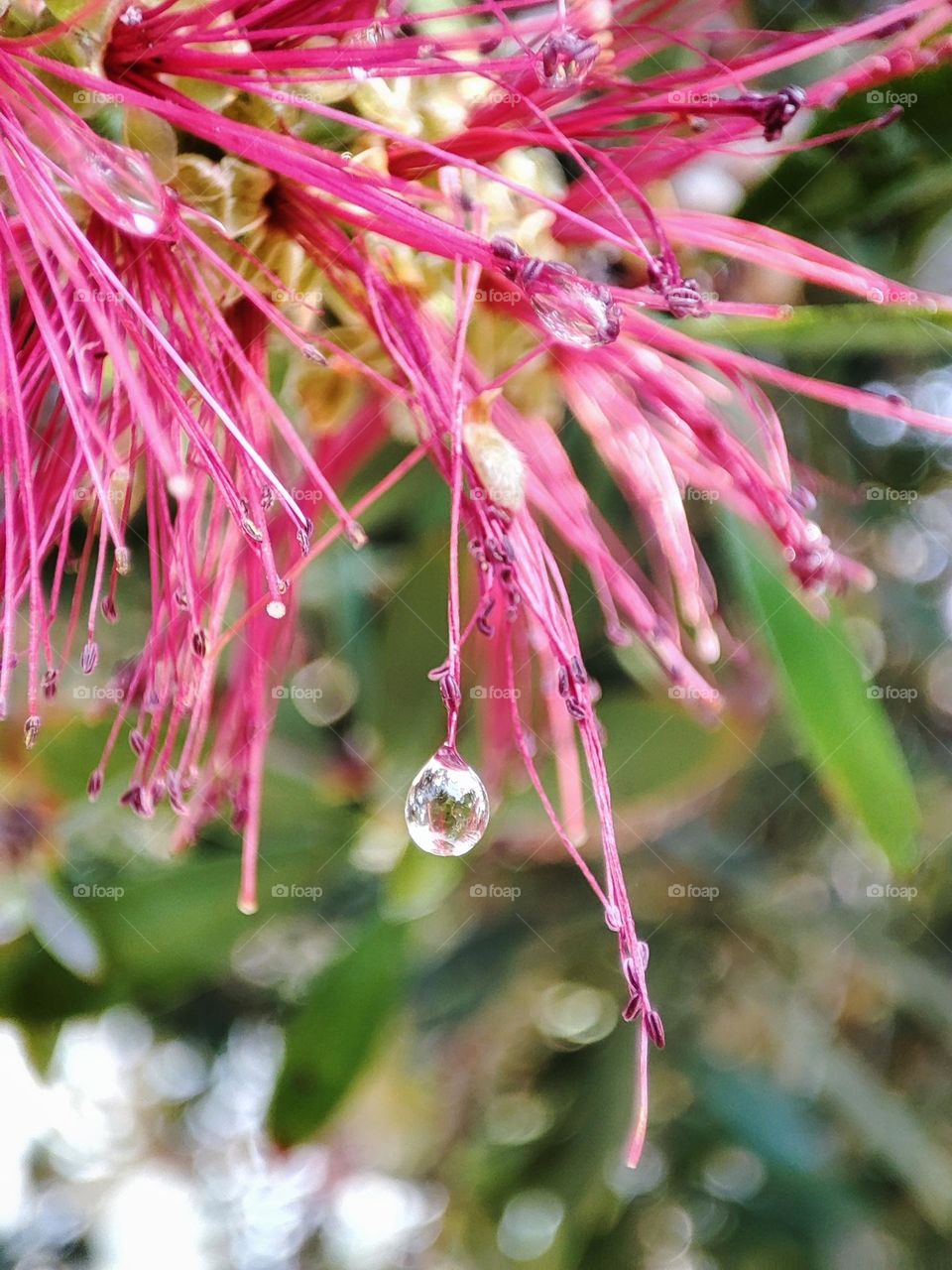 Rain droplets