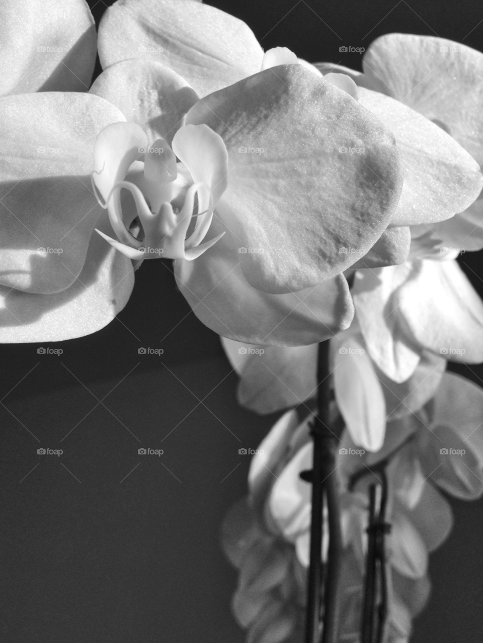 light flower orchid blackandwhite by liberty