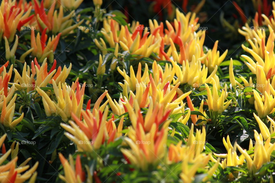 Unique Colorful Chilly 