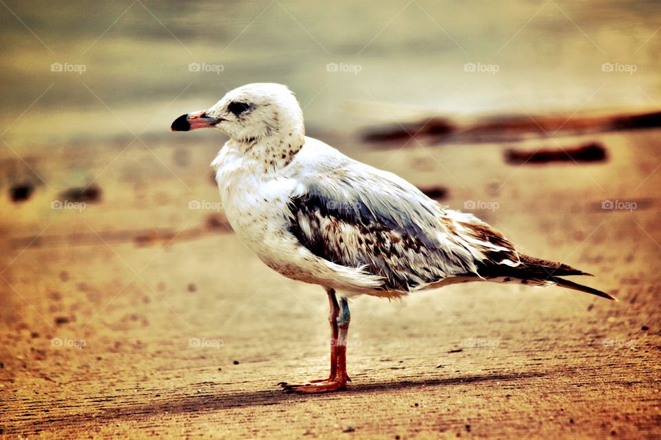 Close-up of white seagull