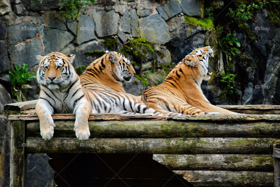 nature tiger zoo hungry by serbachs