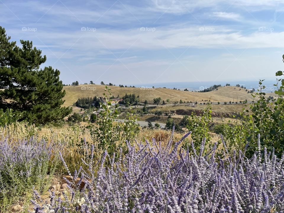 Mountain Lavender