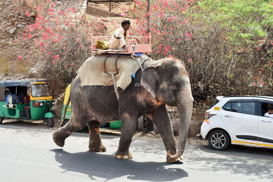 elephant run to next costumer riding . in jaipur fort