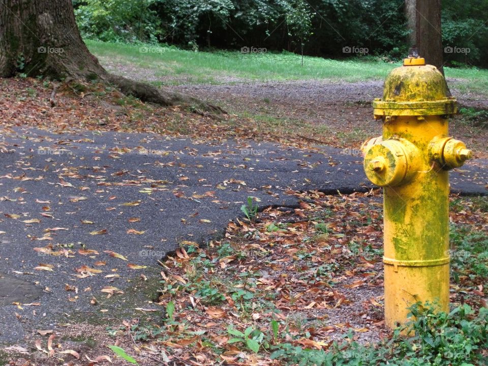 yellow fire hydrant