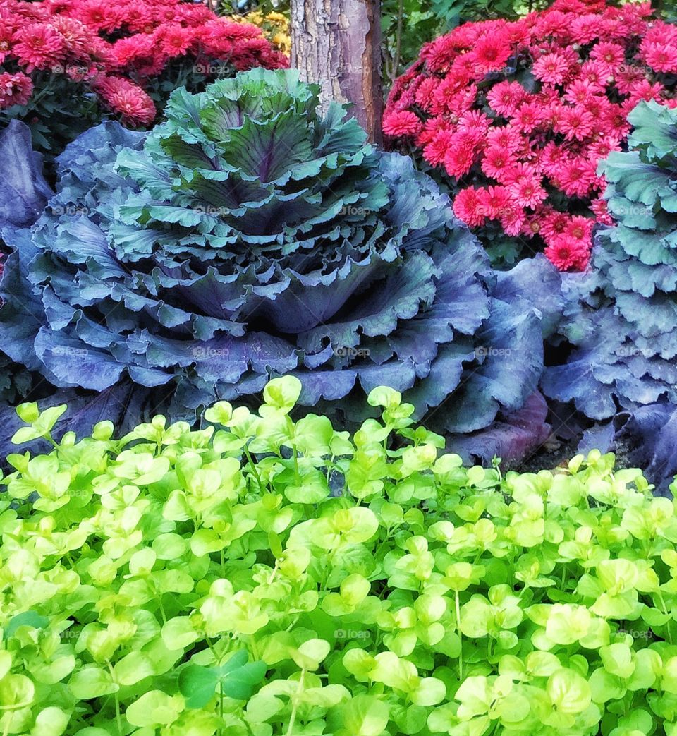 Chicago Series: Autumn Planter on State Street in Downtown Chicago 