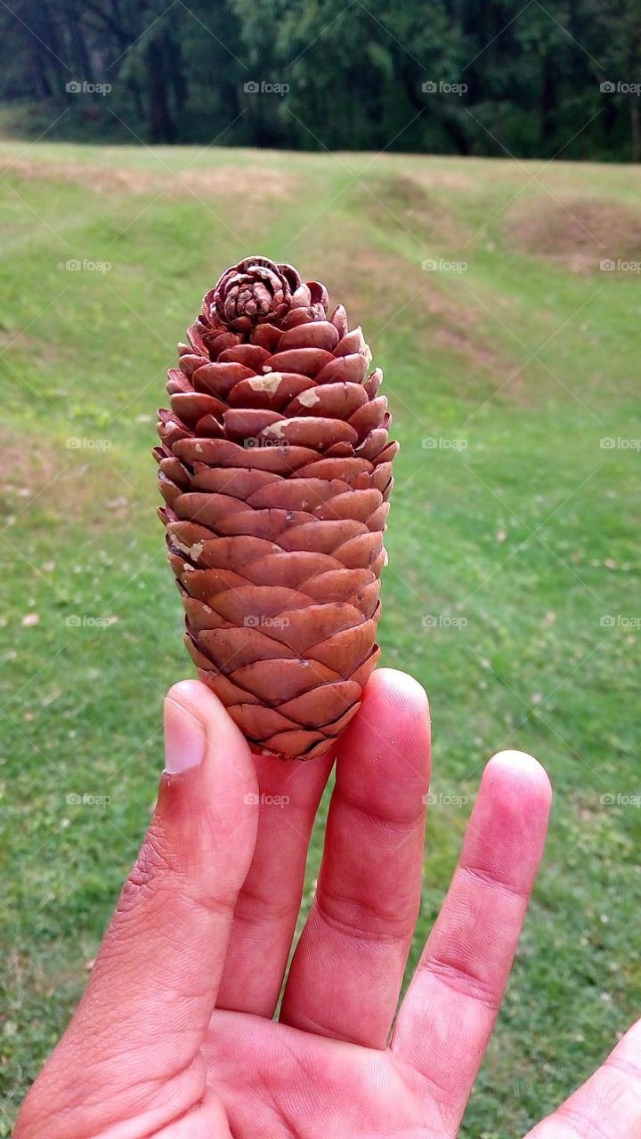 pine cone