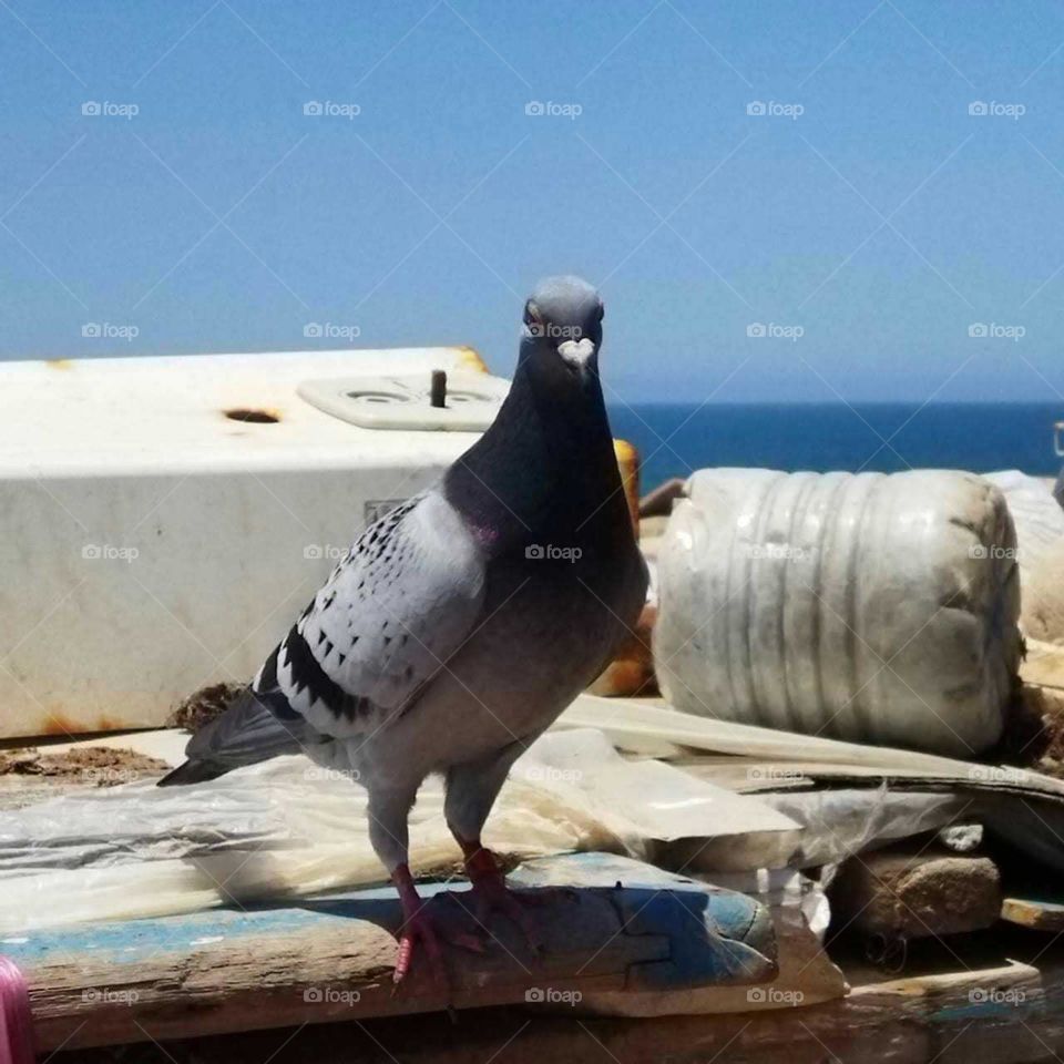 Beautiful bird on a roof.