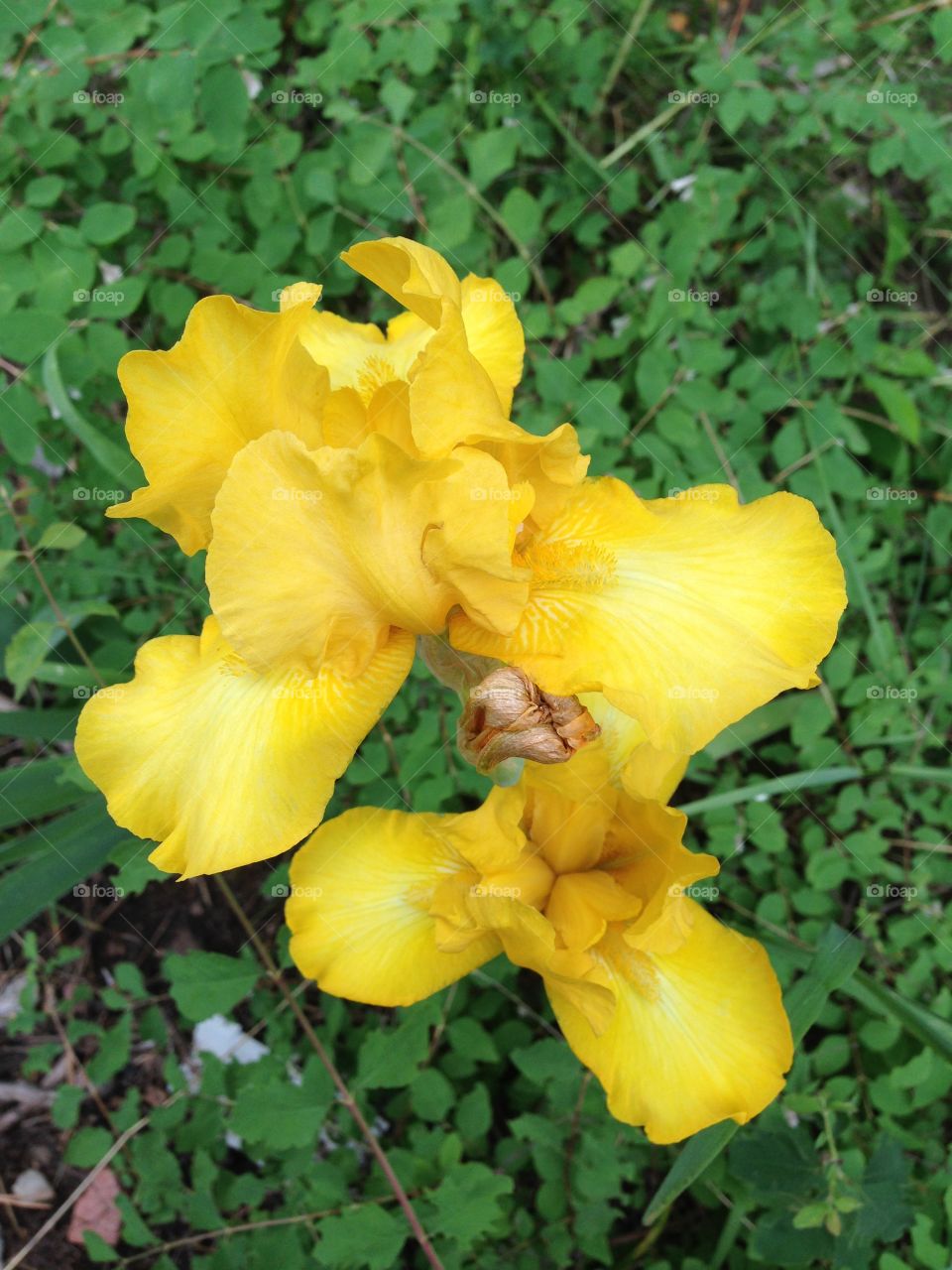 Yellow iris