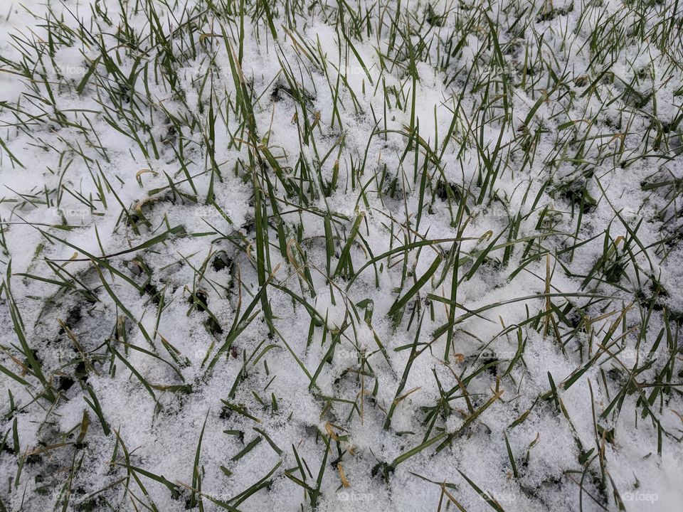 Snowy green grass