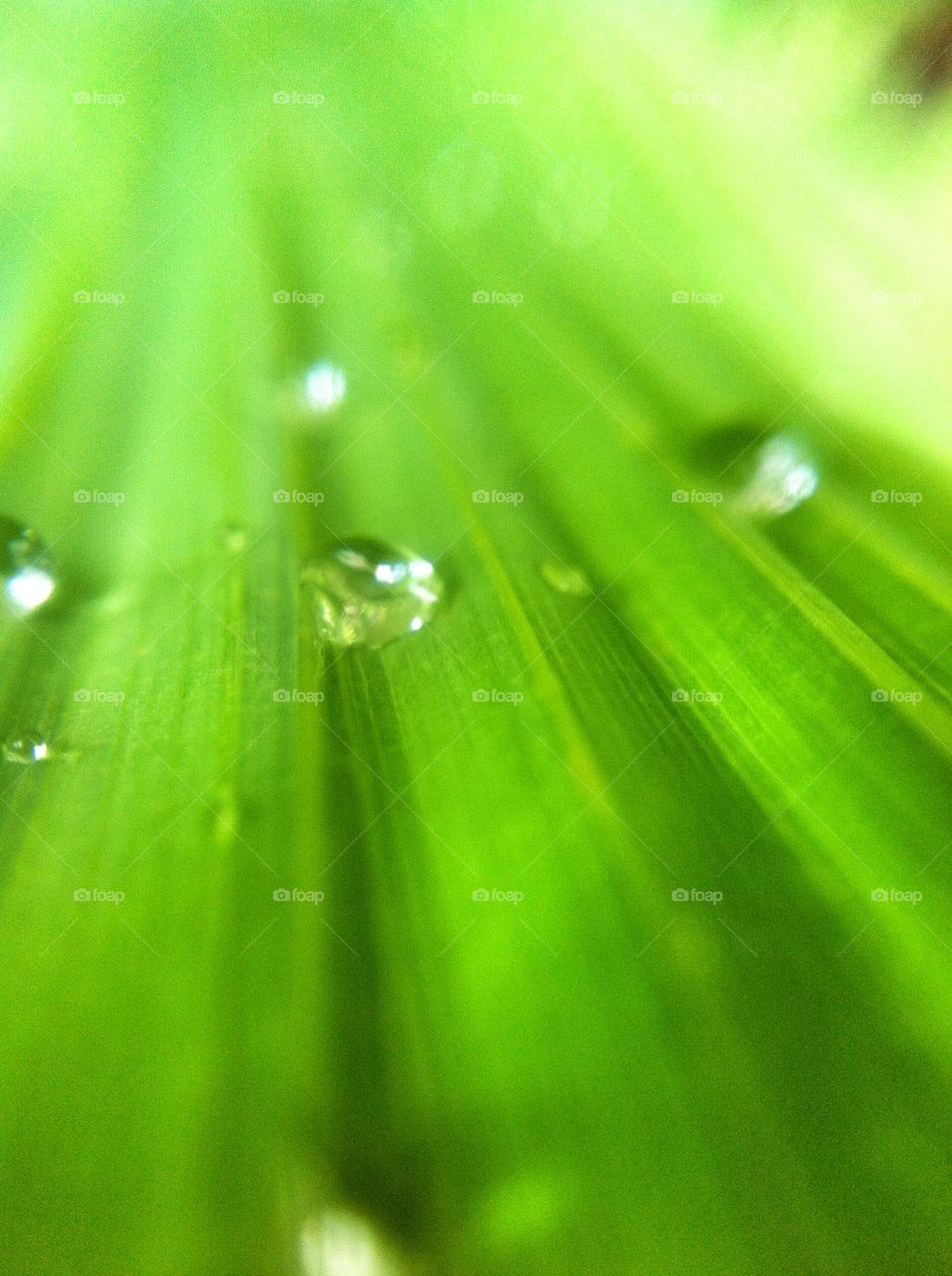 Macro leaf