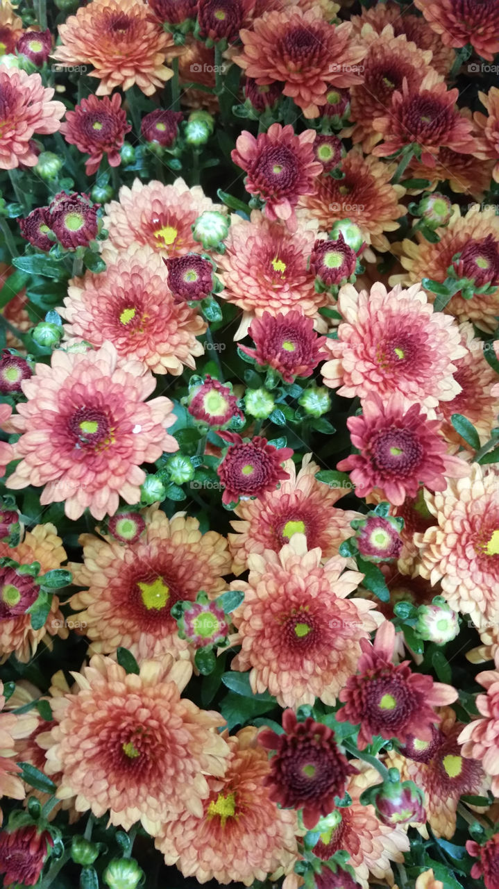 pink mums