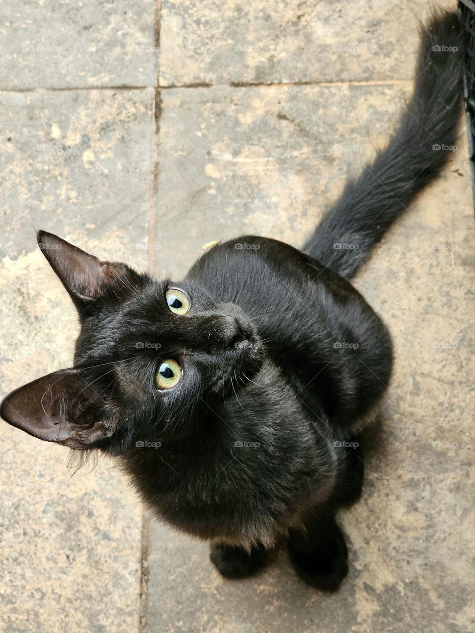 Cute black kitten is looking up intensely and to his right, waiting to be fed. His gorgeous green eyes shine as he is fixated in anticipation. His name is Toga. He is 4 months old.