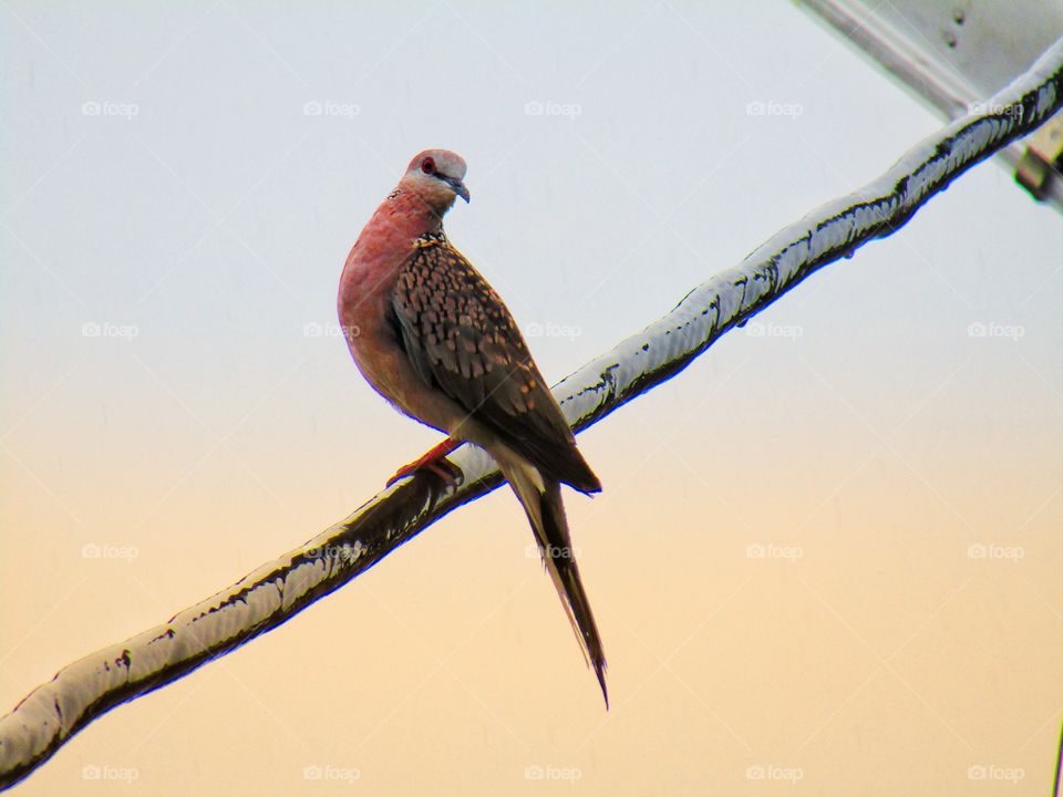 The spotted dove or (spilopelia chinensis) or mountain dove or pearl-necked dove or lace-necked dove or spotted turtle-dove.
