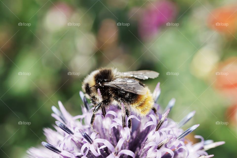 The Beauty Of The Bees