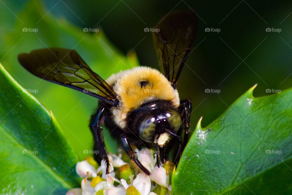Bee