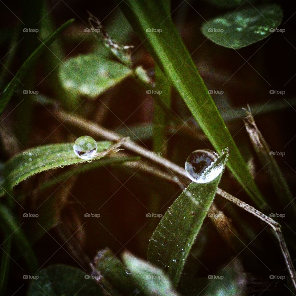 Morning Dew.