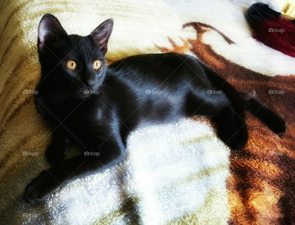 Black Cat at Rest