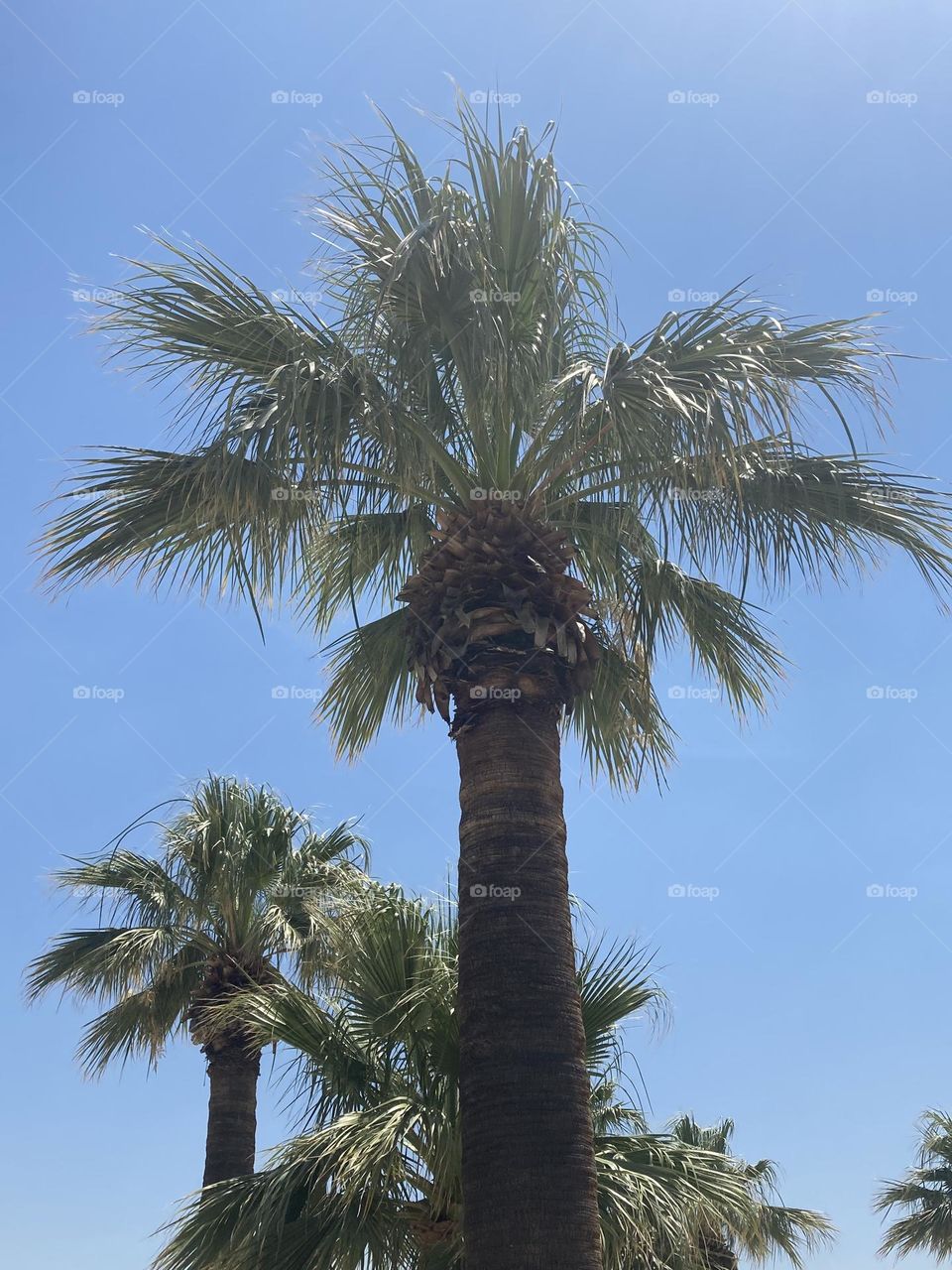 Blue sky and tall palm trees. I love palm tree. Palm tree obsessed. Summer view. Sunny day during vacation 