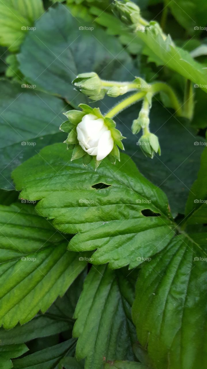 strawberry flower