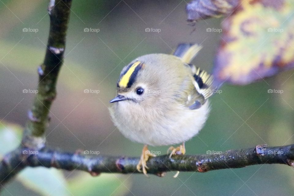 Goldcrest 