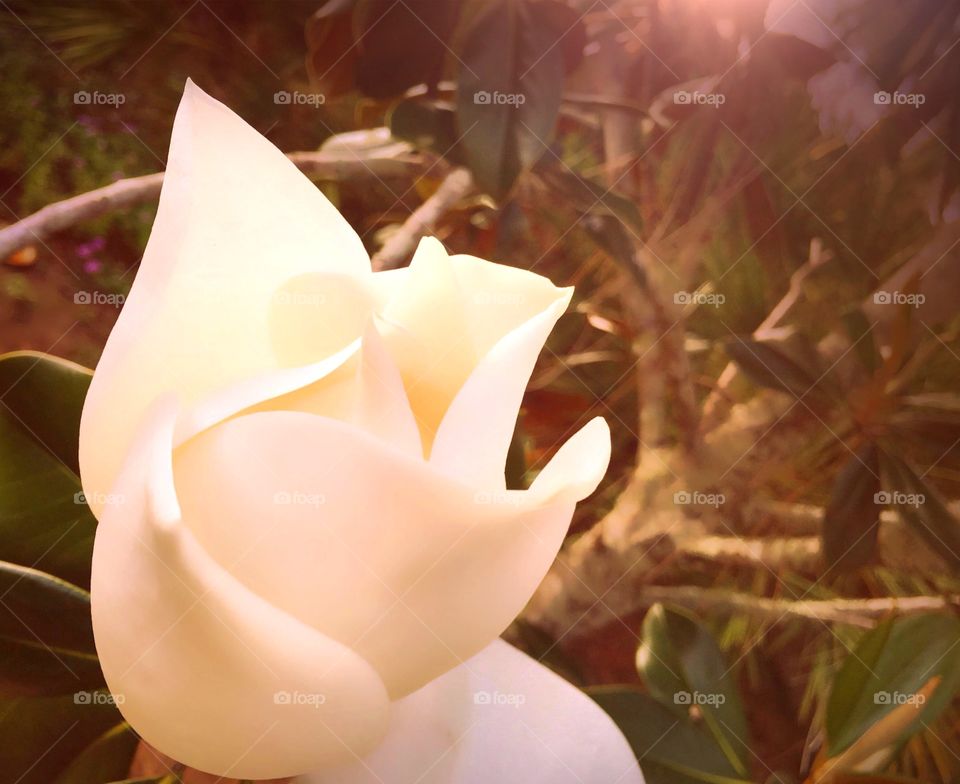 White sweet magnolia