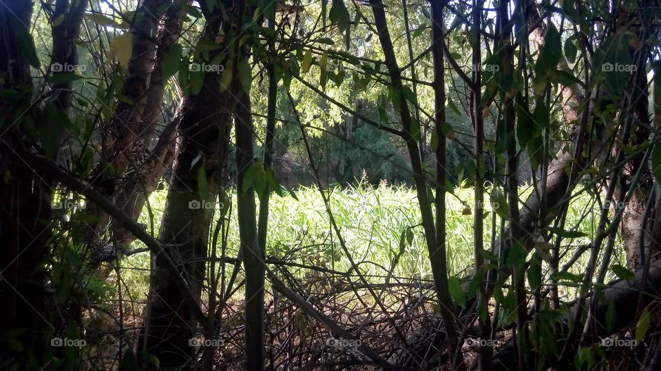 natural garden