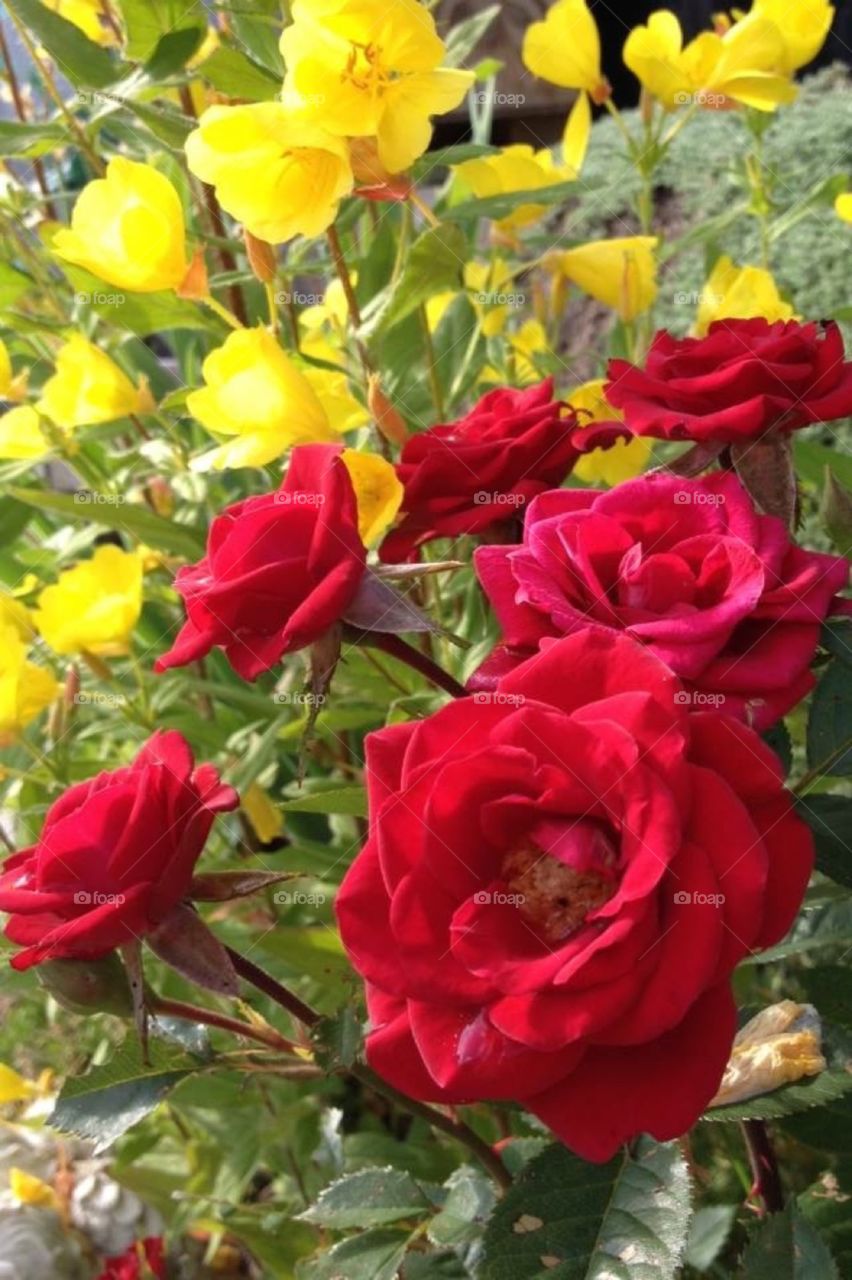 Rose red 
