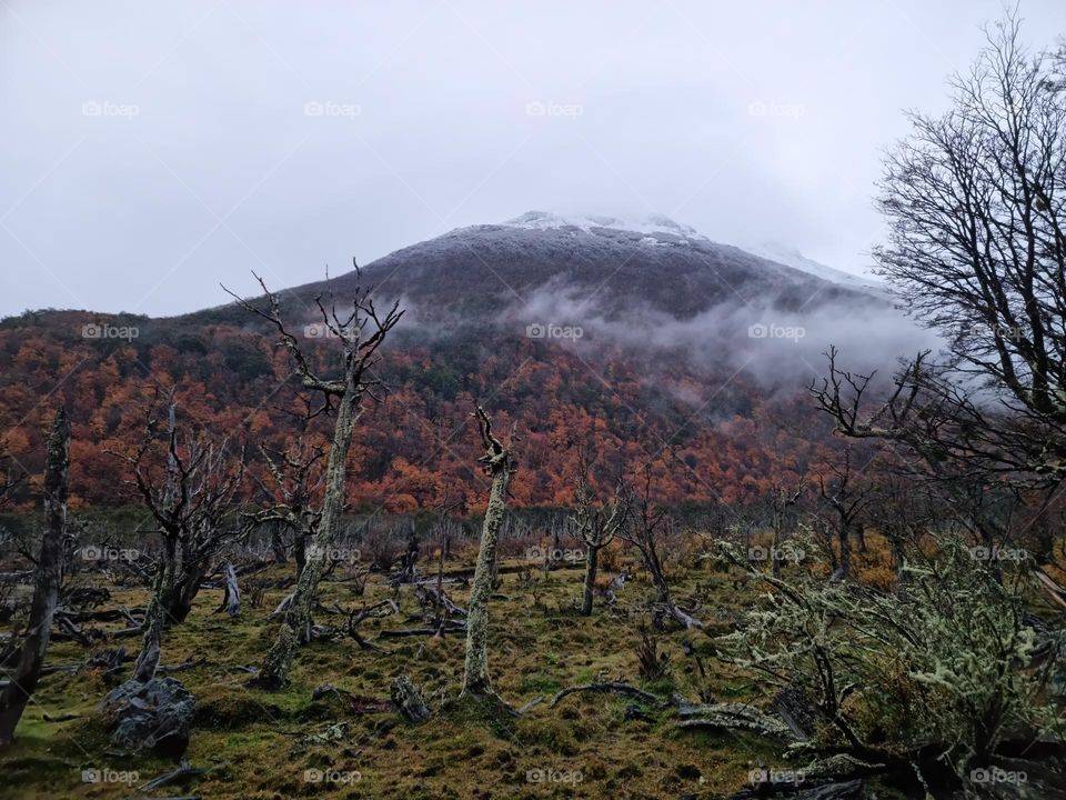 bosque de otoño y montaña nevada