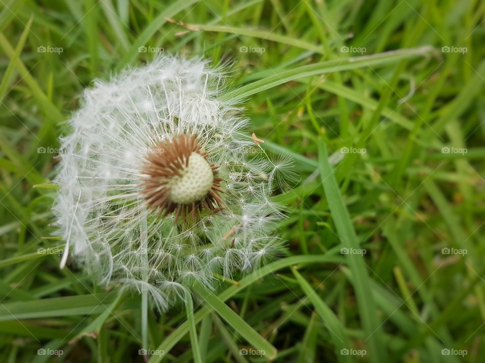 Dandelion in the wind