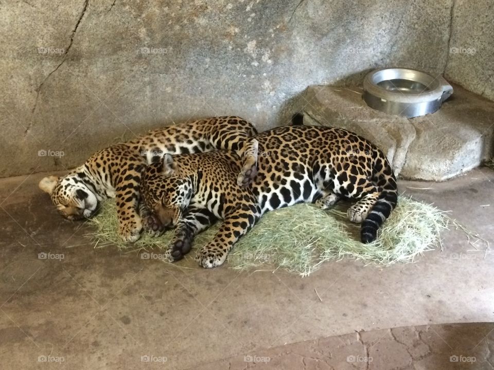 Mom and baby jaguar cuddling