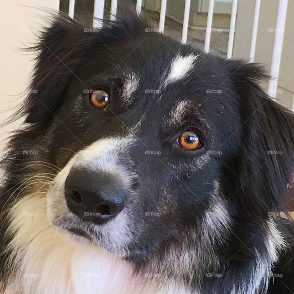 Our Border Collie Peter, closeup portrait