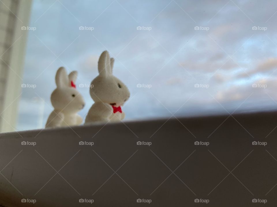 Mini bunnies looking at the sky