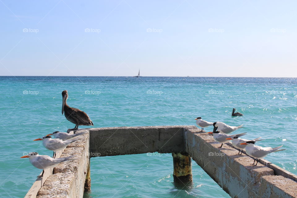 seagulls and a pelican