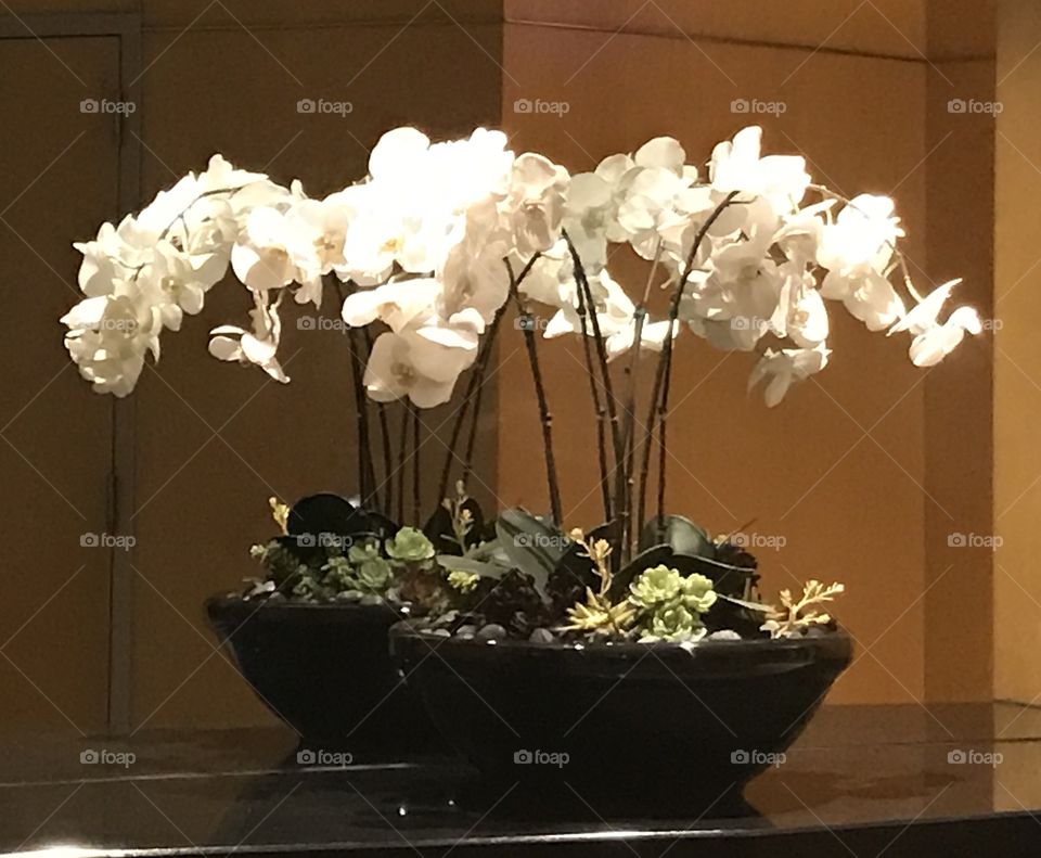 Mirror Flowers 