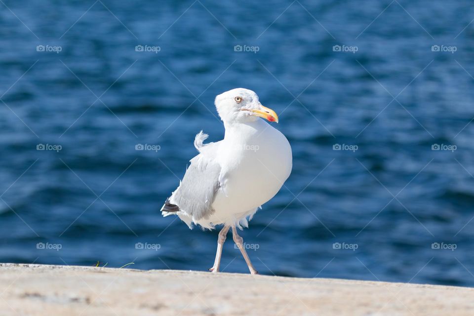 A grumpy seagull with lots of expression walking on the cliffs by the ocean on a windy day