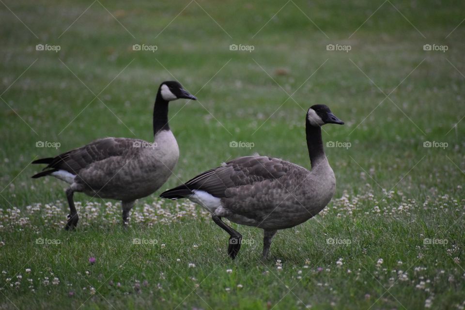 Geese walking in the park