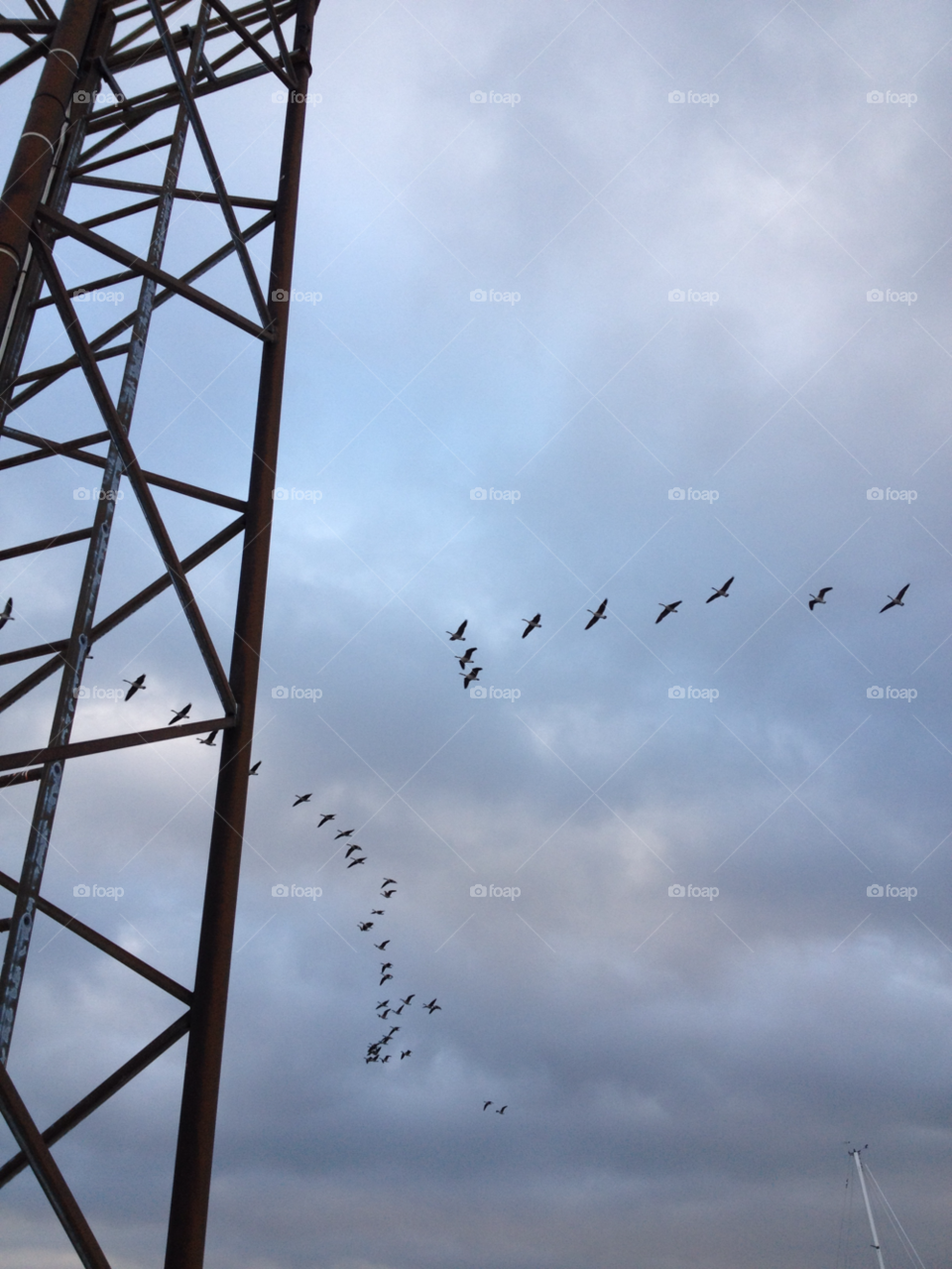 sky birds animal skåne by liselott