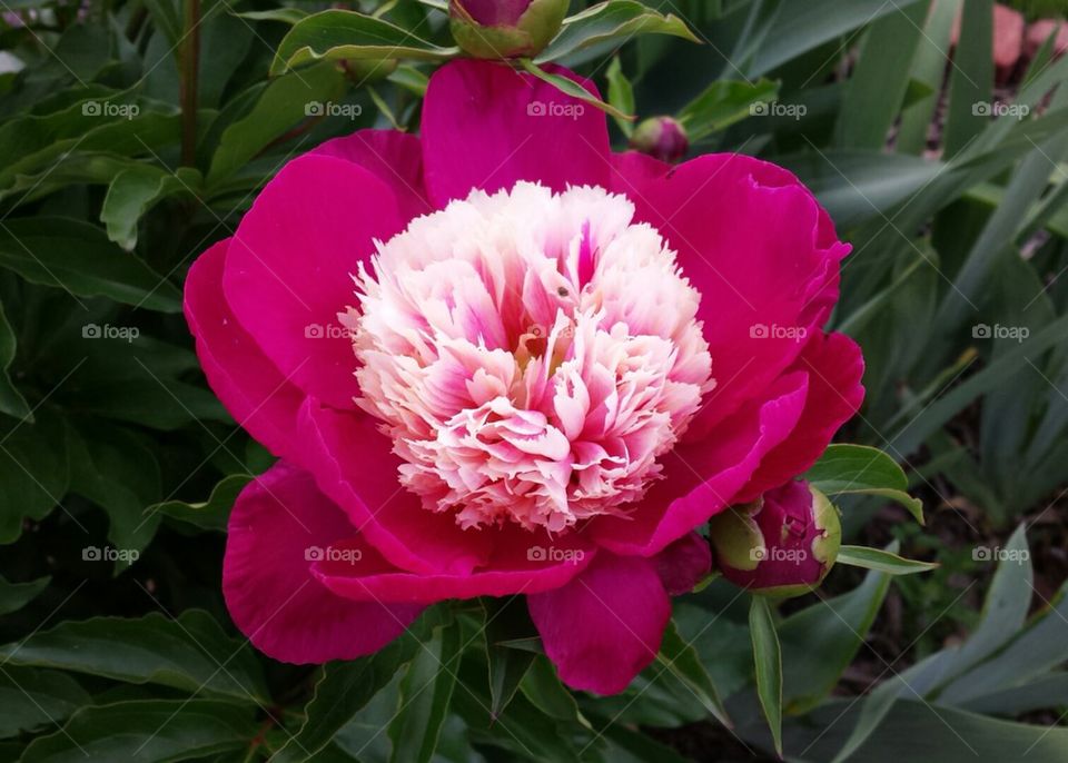 Pretty Peony