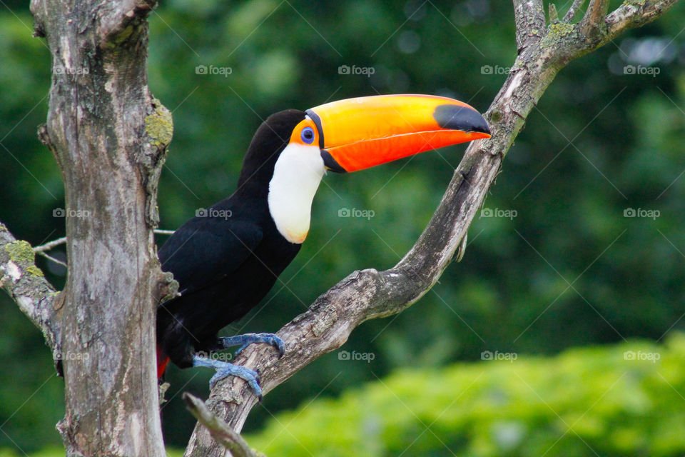 Bird, No Person, Wildlife, Nature, Tropical